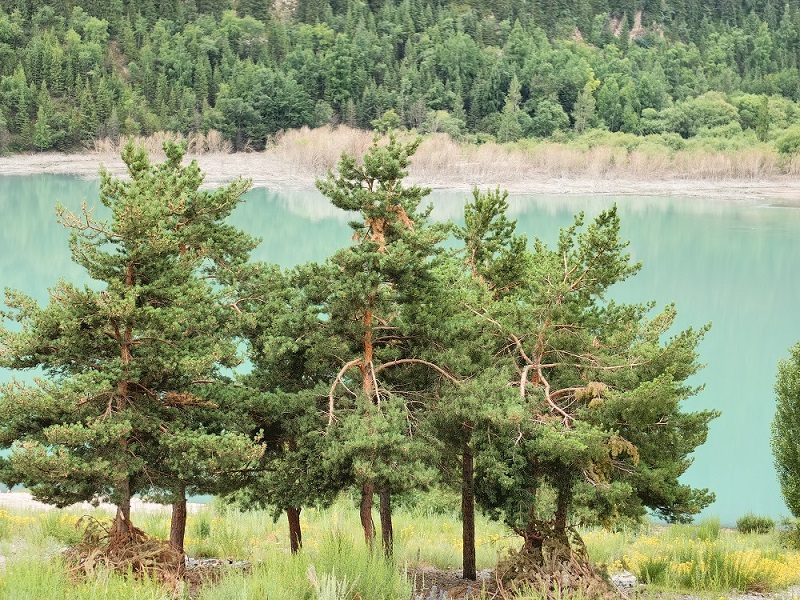 The shore of Lake Issyk, GreenX