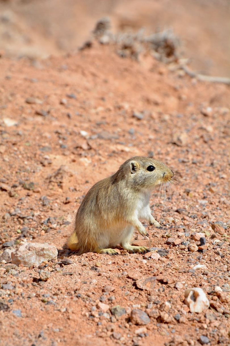 Local resident, Aktau Mountains, Kazakhstan